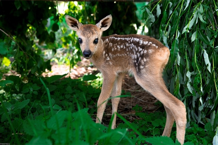 Вече сме в периода когато се раждат малките сърнета и