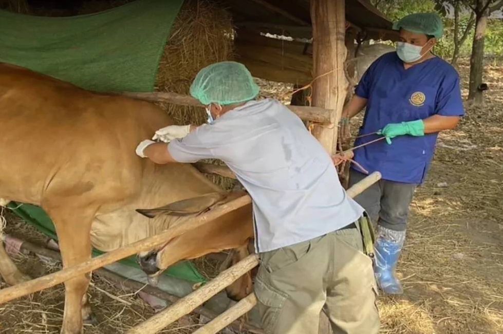 Тайландец почина от антракс след като ял сурово говеждо месо