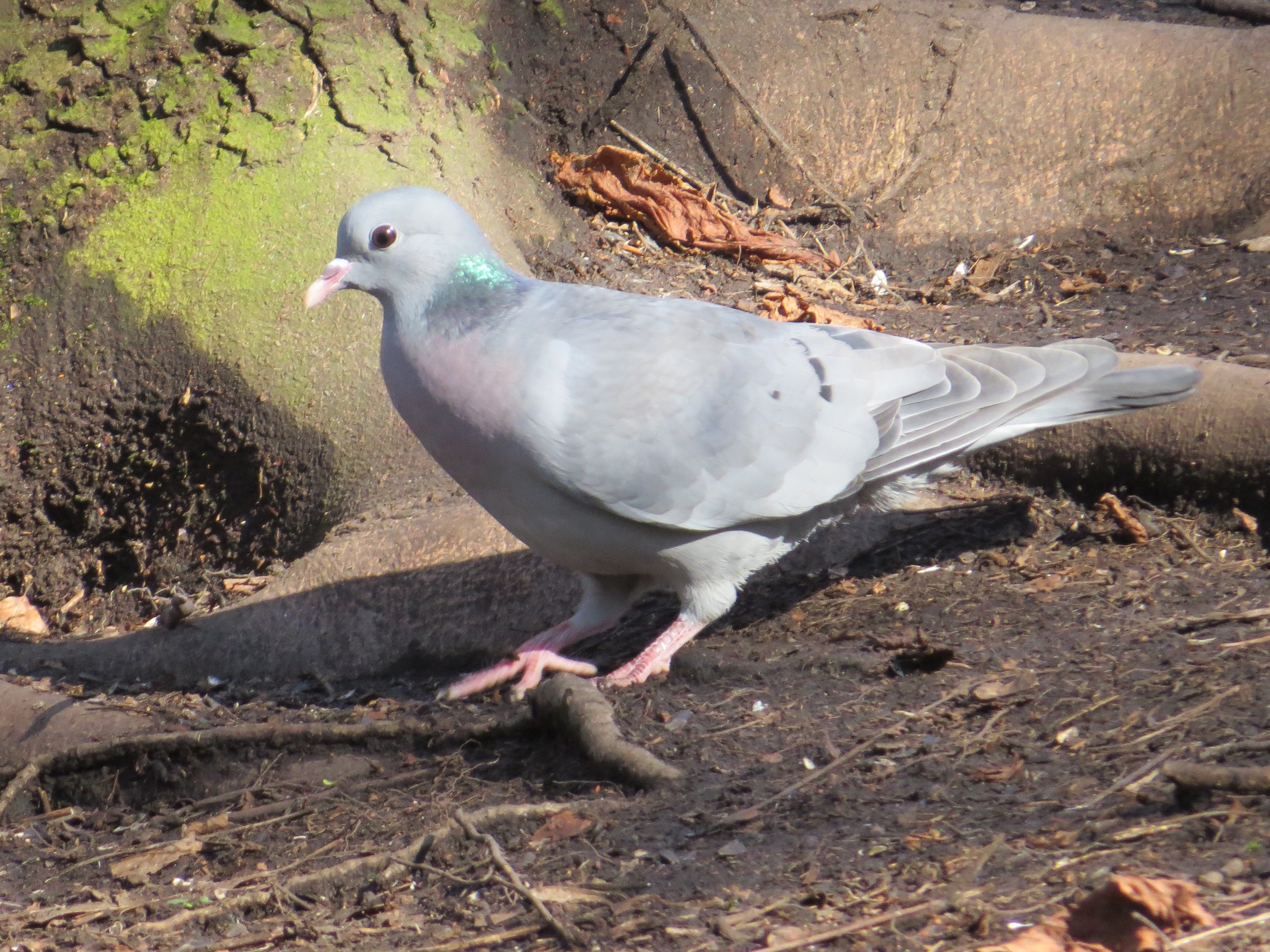 Особености на поведениетоРазмножават се няколко пъти в годинатаОбичат горитеОтрядът на