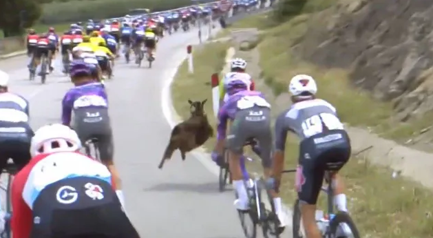 Агресивен козел замалко да събори колоната в третия етап на