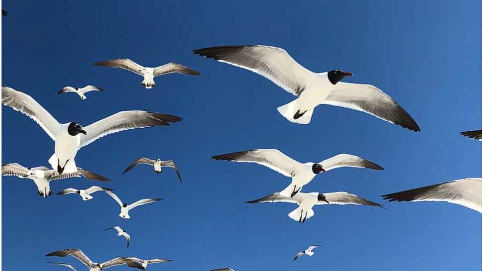 Забележителни особеностиЕдин от най трудните научни въпросиГоляма роля играят зрителните ориентириСпособността