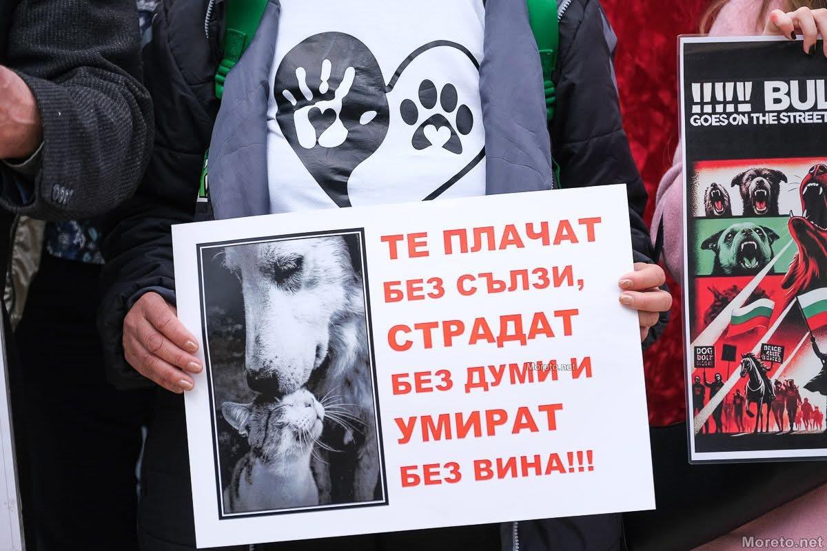 Варненци се вдигнаха на пореден протест срещу насилието над животни
