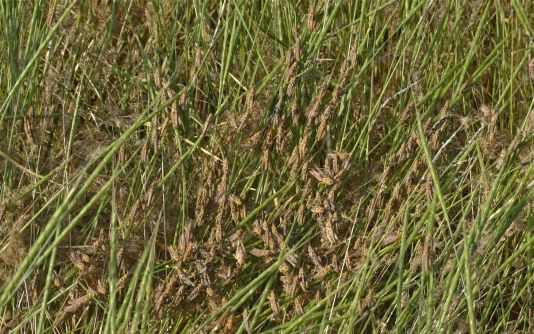 Българска агенция по безопасност на храните БАБХ предприема мерки за