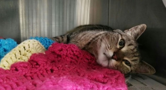 Мъж прострелял и убил котка с пневматична пушка в шуменското