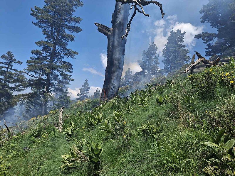 Възникнал е низов пожар в горски територии на 2000 метра