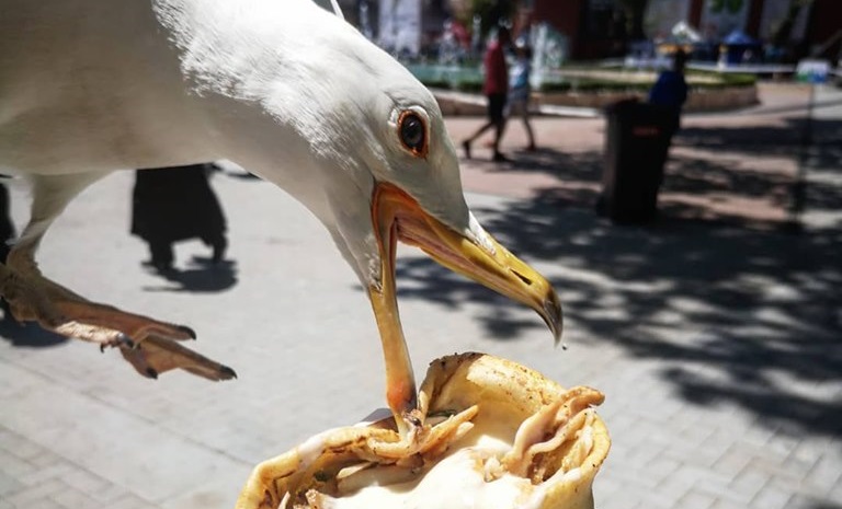 Младите птици летят край морето мързеливците стоят в центъраПоказват има