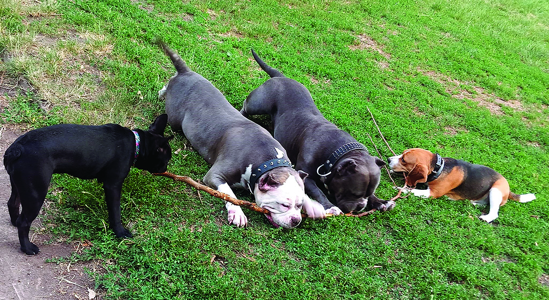 Четириногите любимци на каишка иначе актНай честото нарушение е за разходка