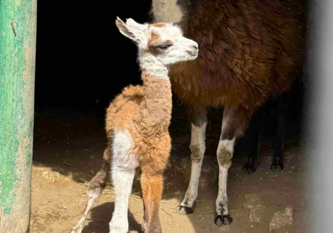 Бебе лама е най новото попълнение в плевенския зоопарк Кайлъка Малкото се