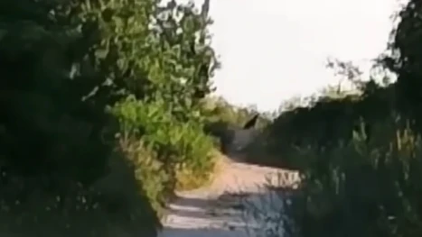 Жена видяла голямата черна котка да пресича пътя ѝ, докато шофира край Шумен