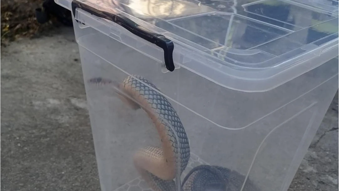 Влечуго влезе в баня на 7 етажНашествие от змии калинки