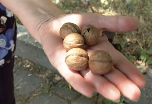 Възрастна жена твърди че е пребита за пет ореха взети