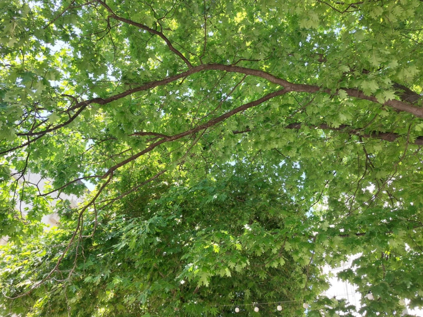 Дърветата са застрашени от воден стрес Сухото и горещо време крие