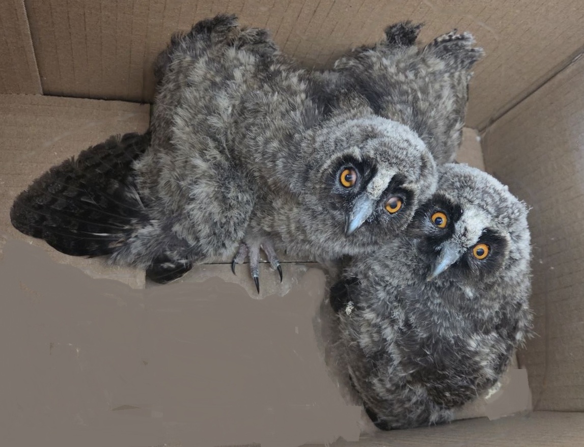 Регионалната инспекция по околната среда и водите – Пловдив РИОСВ