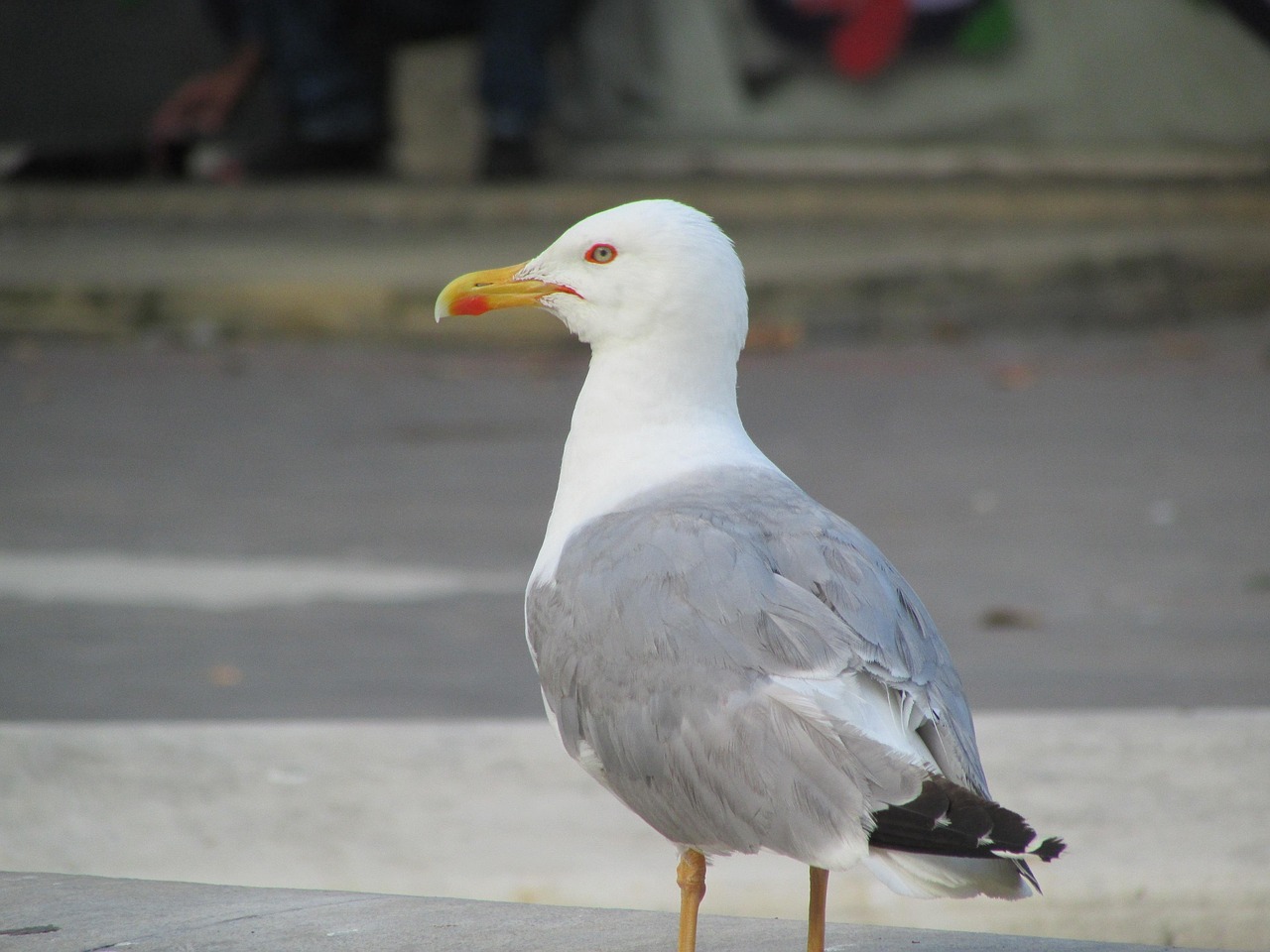 Мъж простреля гларус с пистолет след което хвърли птицата в