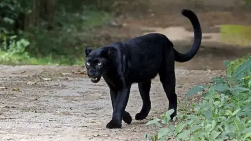 Младежи са снимали хищника в РумънияОбщинското предприятие Туризъм публични прояви
