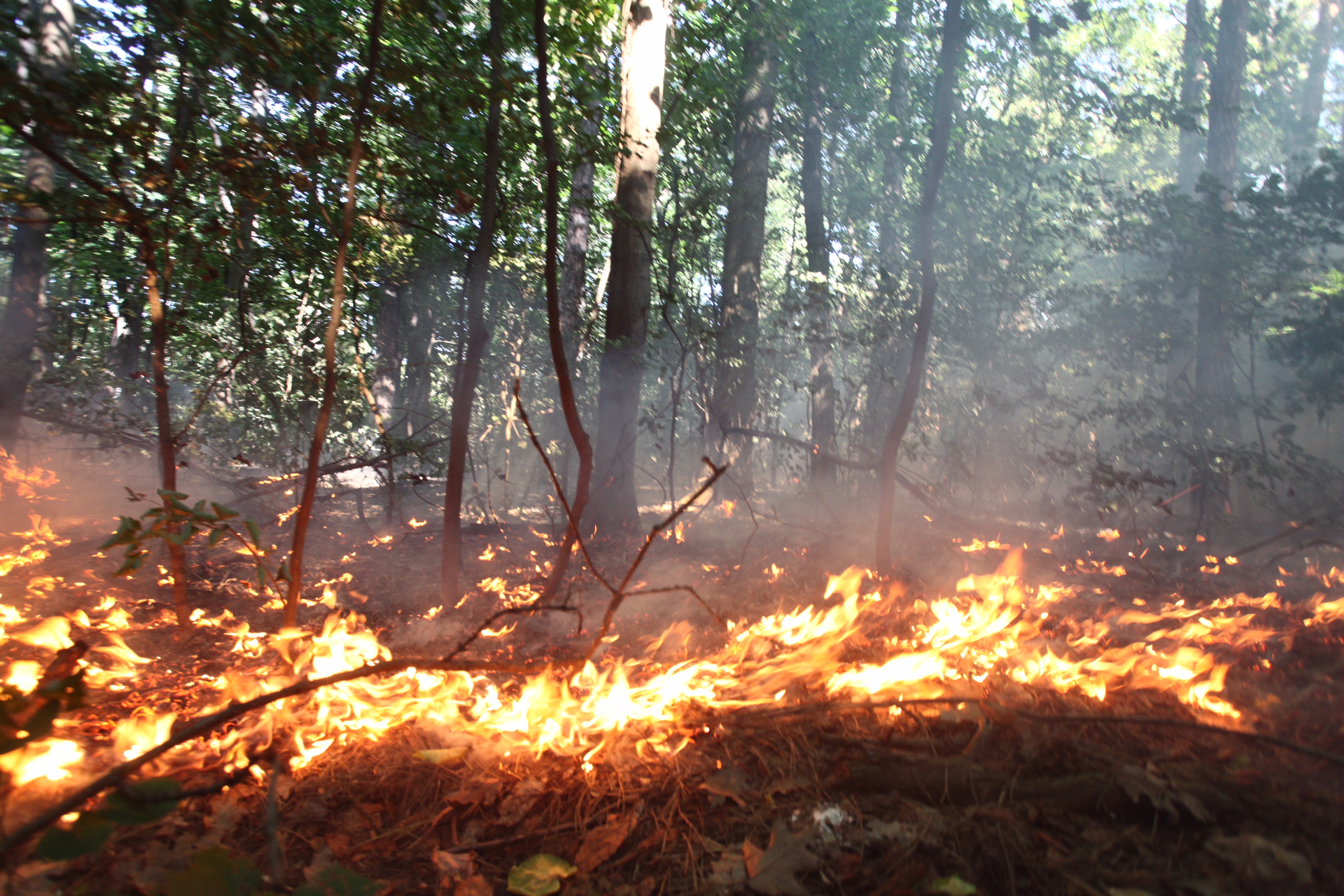 Пожар пламна до алея в източната част на Борисовата градина