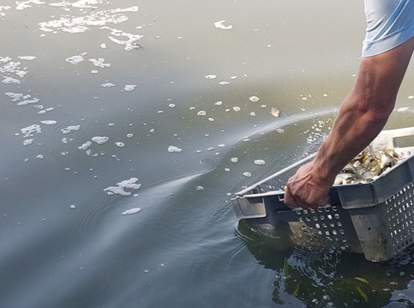 Над 4 000 малки шаранчета ще бъдат пуснати в езерото