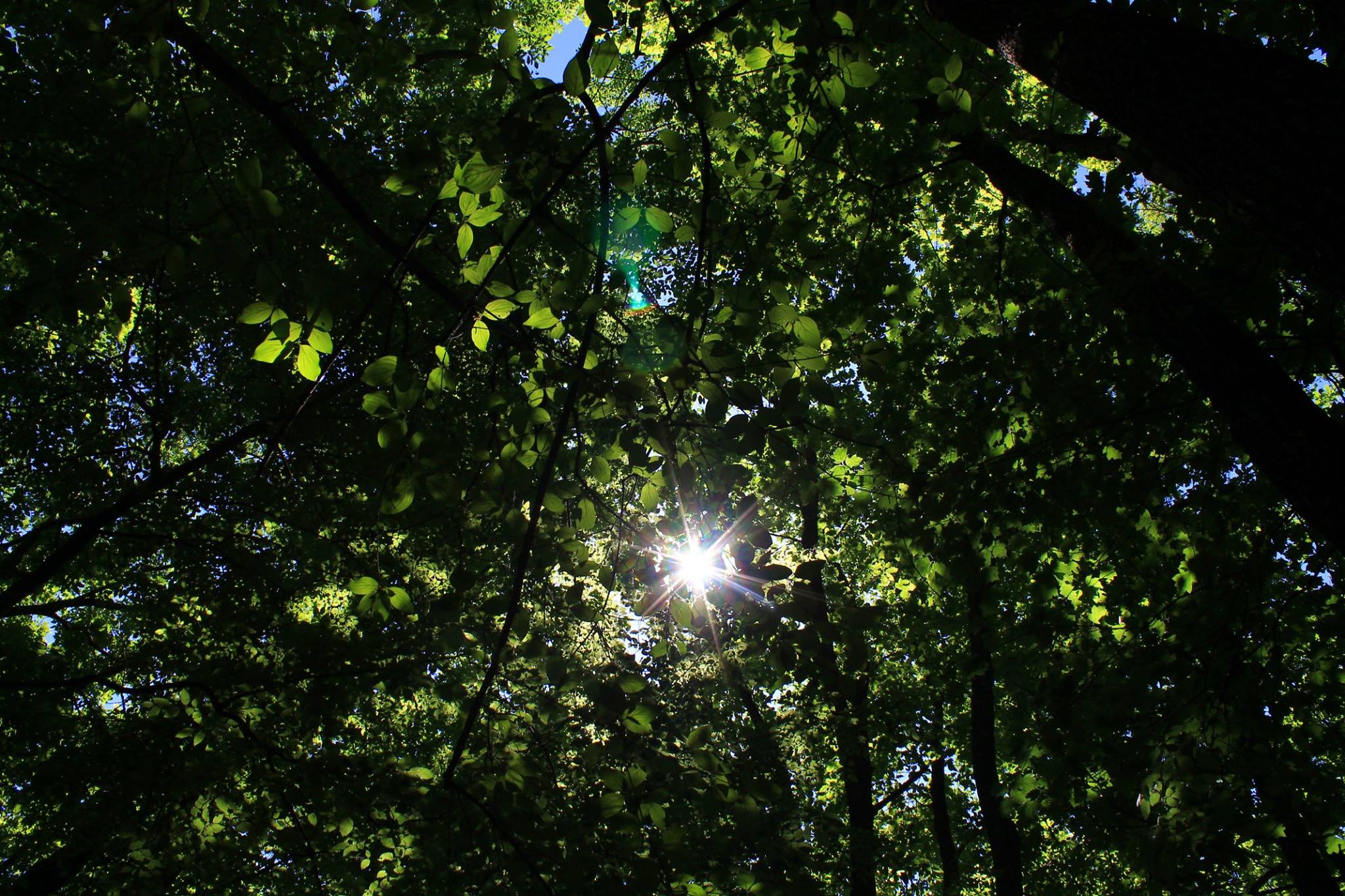 Намаляват нарушенията в горите стопанисвани от лесовъдите на Североизточното държавно