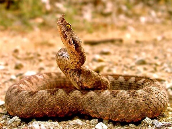 Увеличена популация19 годишна жена постъпи по спешност в МБАЛ Благоевград