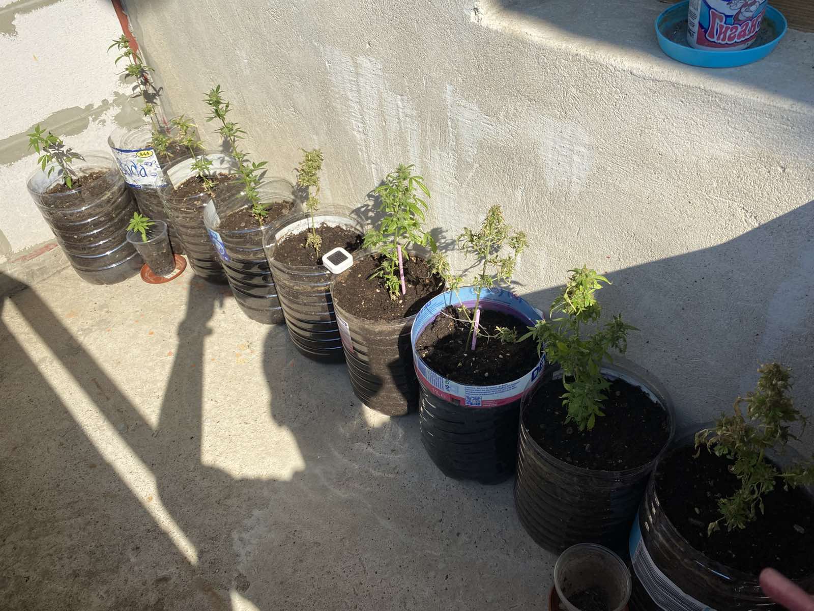 31 годишен мъж от Шумен беше задържан за притежание и отглеждане