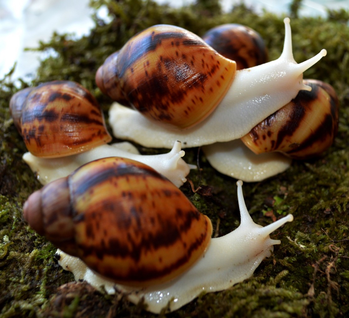 Гигантски африкански охлюви в БургасНе са срамежливи и излизат от