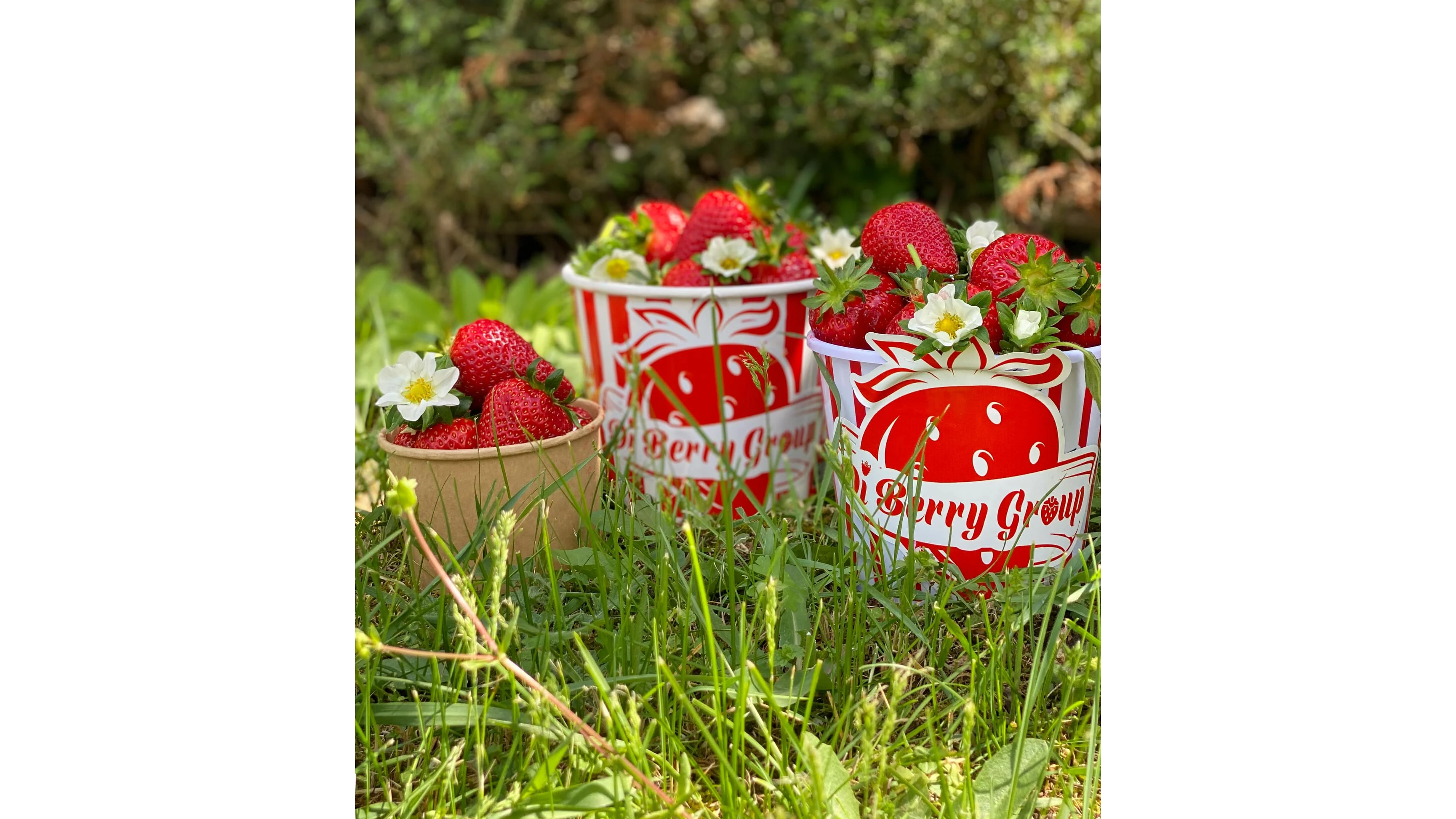 В сърцето на град Попово сред ароматни поля и модерни