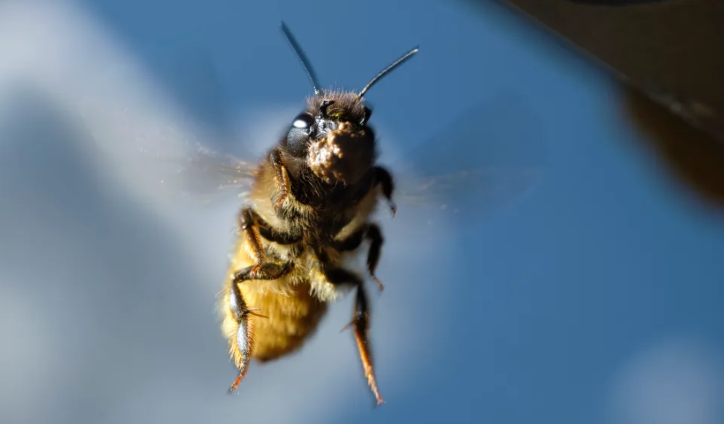 Управляват ги чрез 74 милиграмов мозъчен контролерИзпълняват командите в 9 от