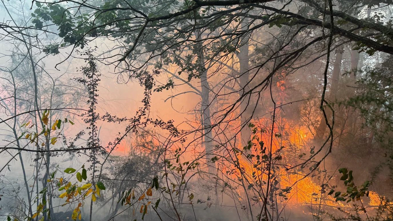 Лумналите в четвъртък пожари унищожиха хиляди декари гори и храсталациНай засегната