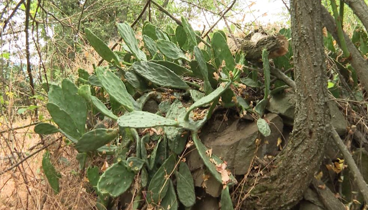 Инвазивният вид се разпространява много бързо и влияе на местните