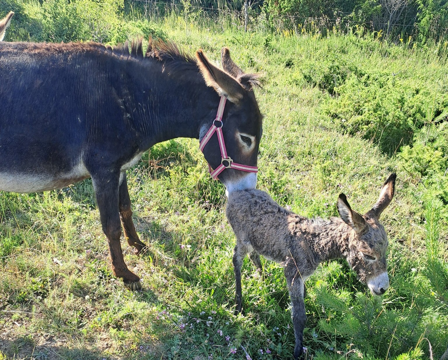 Мъж и жена се грижат за десет женски и три