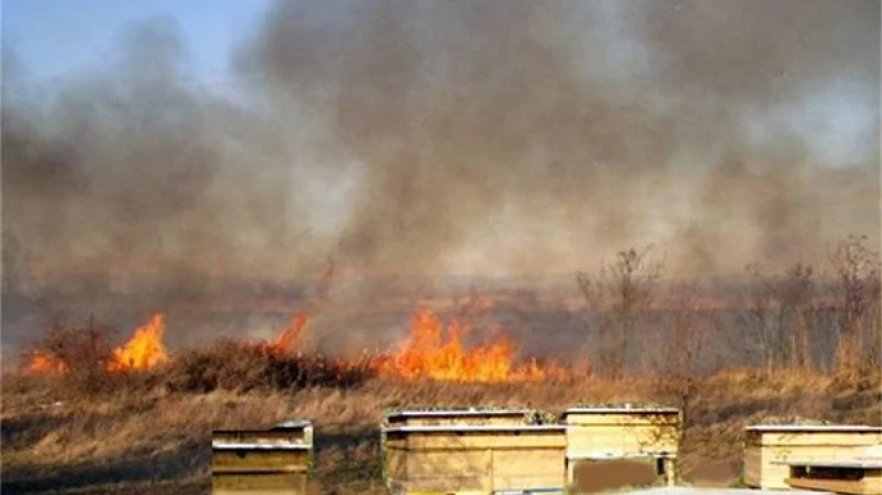 Пожар е избухнал в пчелин със 100 кошера и е