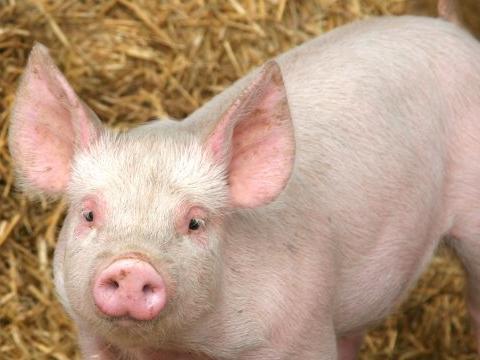 Хърватското Министерство на земеделието и горите обяви че са потвърдени