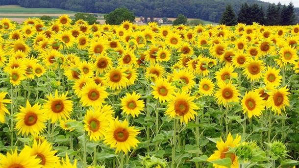  До най ниските нива от 5 годиниСитуацията с пролетниците е критична