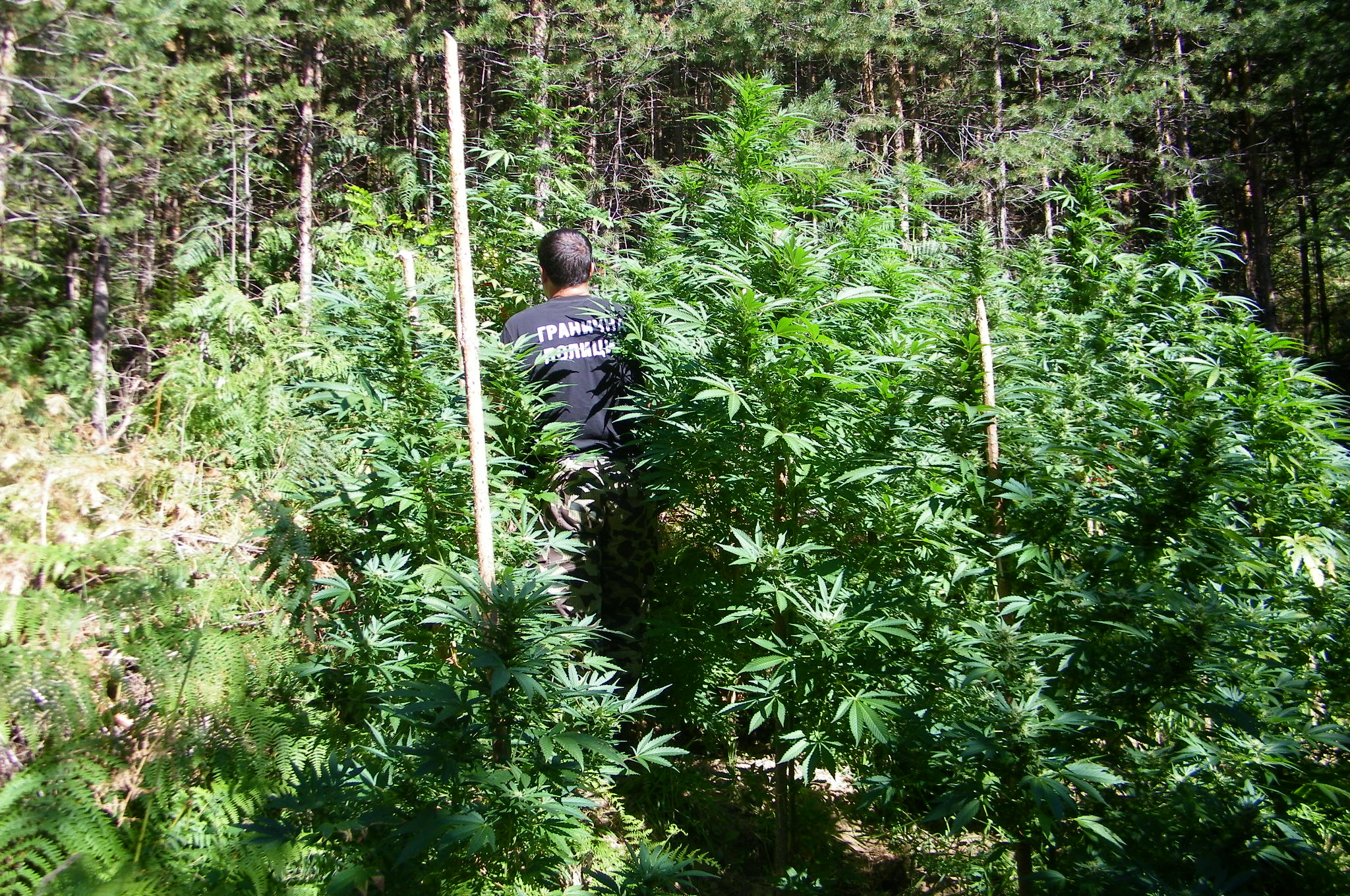 Гранични полицаи откриха 6 ниви с трева Намериха и метамфетаминДвама софиянци