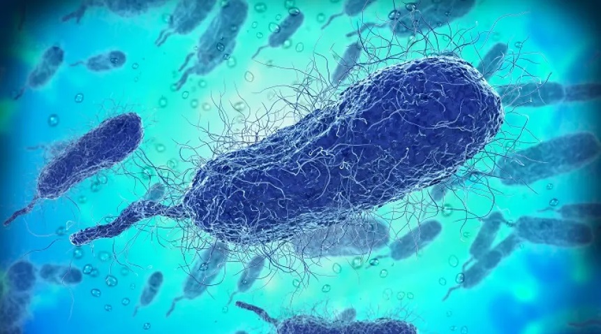 Инфекцията се развива между 12 и 72 часа след заразяванетоИнформация