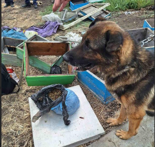 Дрогата била сред питите в село СмолникПолицейското куче Бим откри