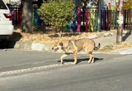 Бездомни кучета системно нападат деца в Асеновград Преди дни четири