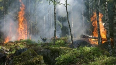 Хванаха мъж да пали пожар в село Плоски