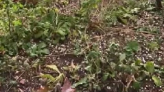 Силна буря и градушка удариха някои части на страната (ВИДЕО)
