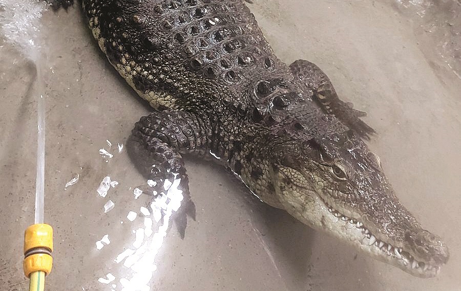 Животното спасено от локва в столицата хапва пъстърва и шаранИмето