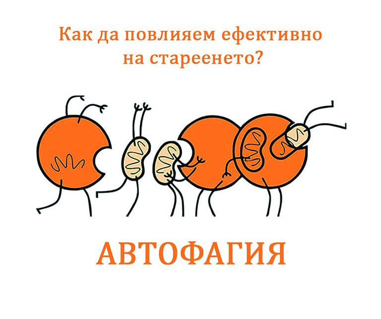 Процесът при който организмът сам унищожава болни и повредени клетки