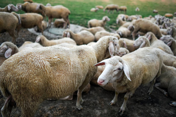 Откриха огнище на заразата и в стадото на Аграрния университет