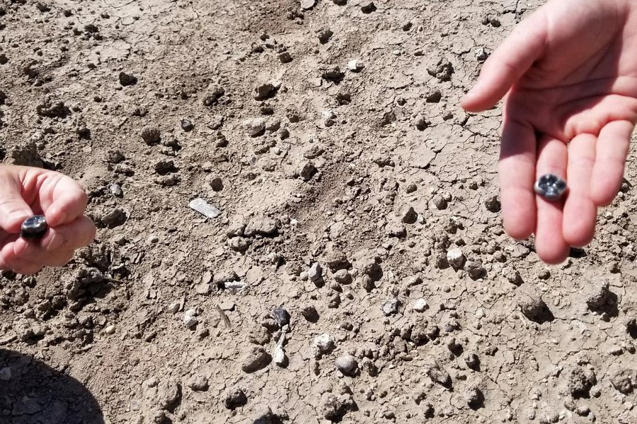 Homo erectus Australopithecus sediba и Paranthropus robustus са съжителствали преди