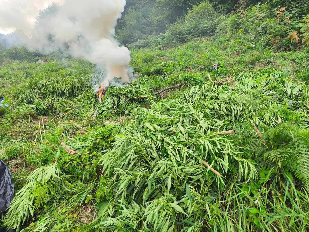 В гориста местностИздирват се собствениците951 канабисови растения с общо тегло