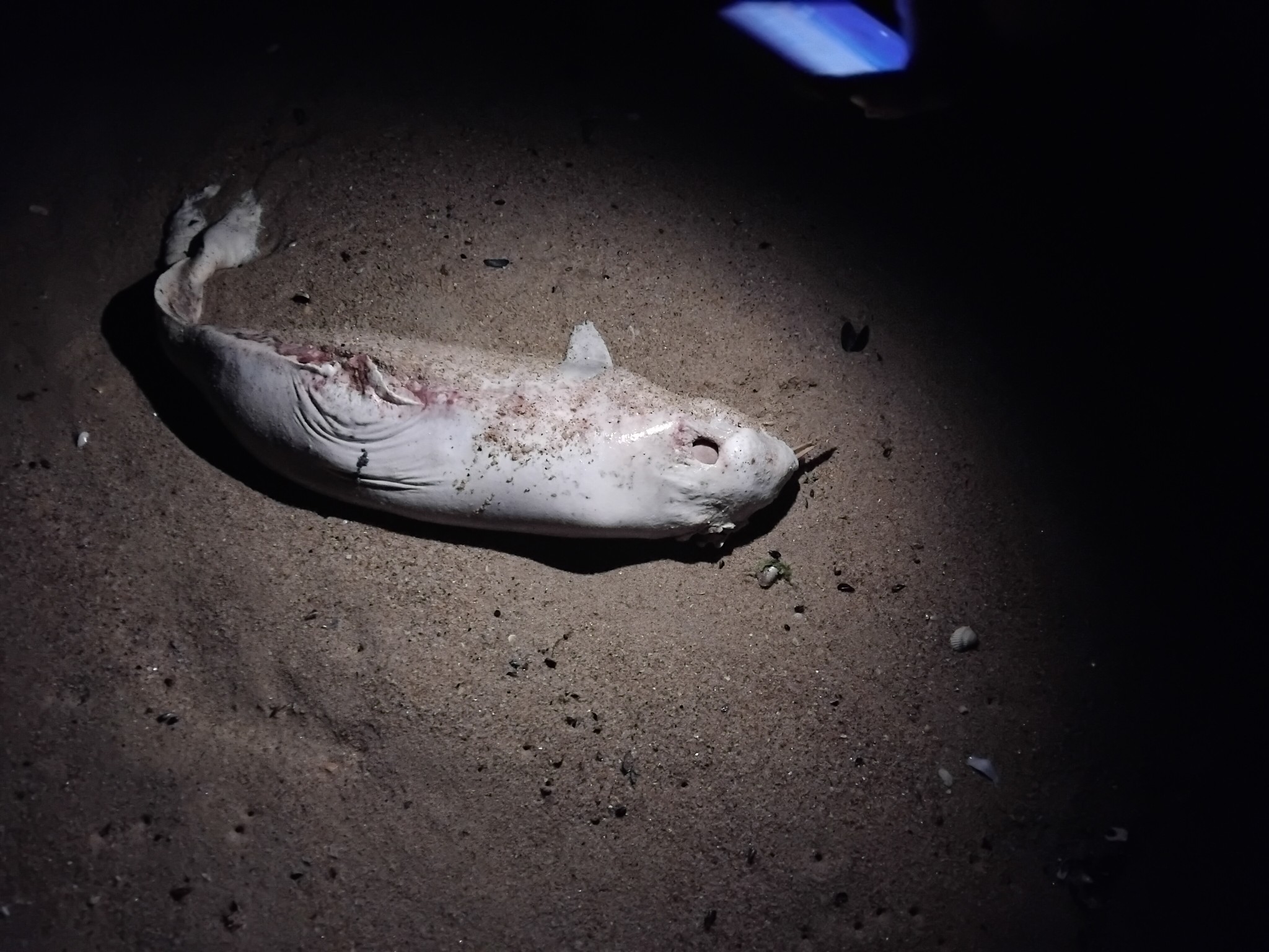 Мъртви делфини са забелязани на плаж Шкорпиловци юг от