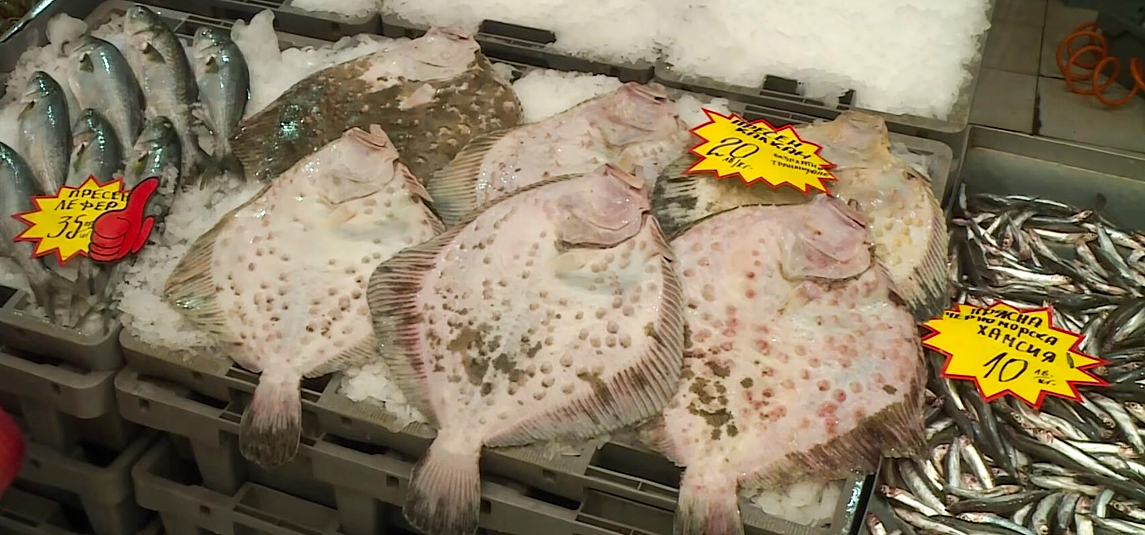 Мъжките екземпляри са по скъпи ватосът се предлага по 8 лв Леферът