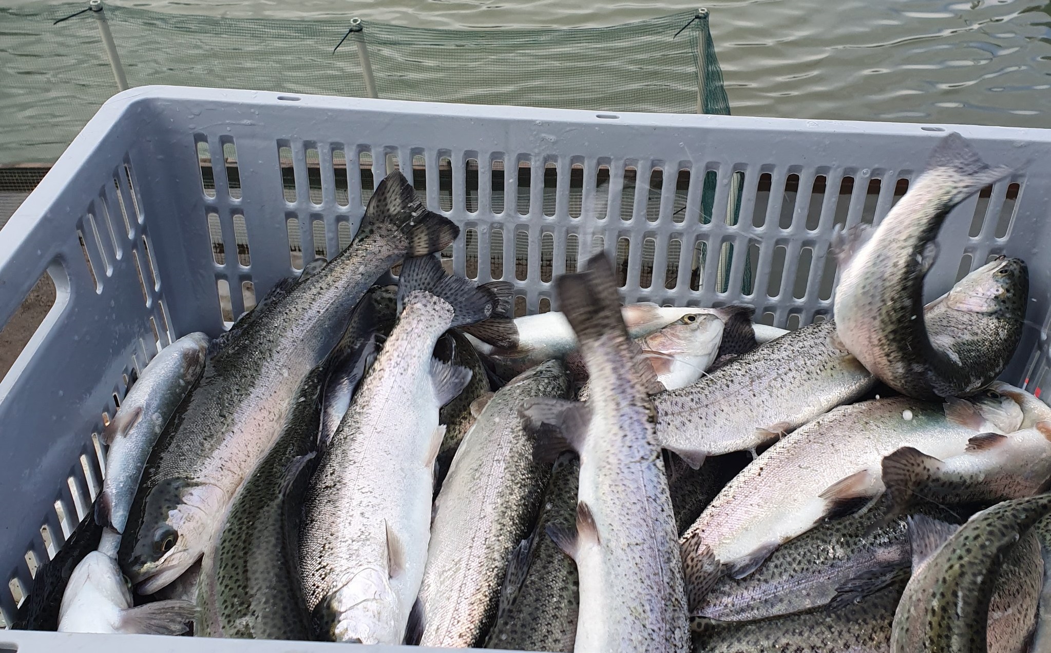 Заради недостатъчното кислород в водата малките умиратВисоките температури и маловодието