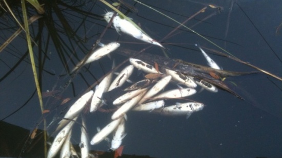 Горещините убиват с тонове подрастващи рибкиСтопанствата очакват влошаване на ситуацията