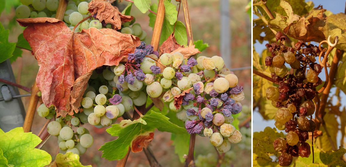 Сушата изцеди лозитеОцелялото е с много малки зърнаС 30 по слаба