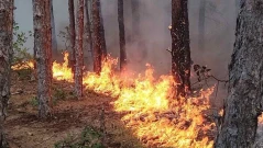 Пожар в иглолистна гора над квартал "Веригово" в Хисаря